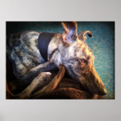 Rust brindled Lurcher Sight Hound Poster (Voorkant)