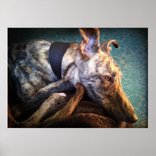 Rust brindled Lurcher Sight Hound Poster