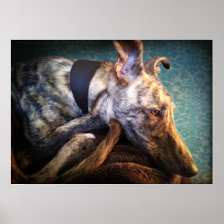 Rust brindled Lurcher Sight Hound Poster