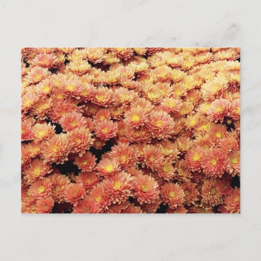 Rust, gekleurd briefkaart (Voorkant)