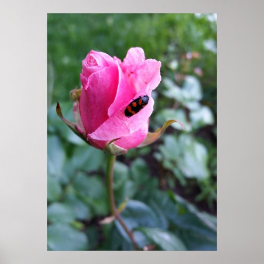 rust op een roos poster (Voorkant)