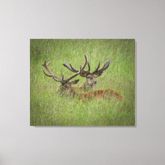 Rust Red Deer in Tall Grass Canvas Afdruk (Voorkant)