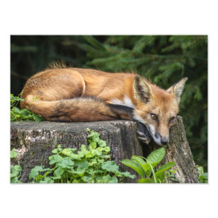 Rust Red Fox fotoprint Foto Afdruk