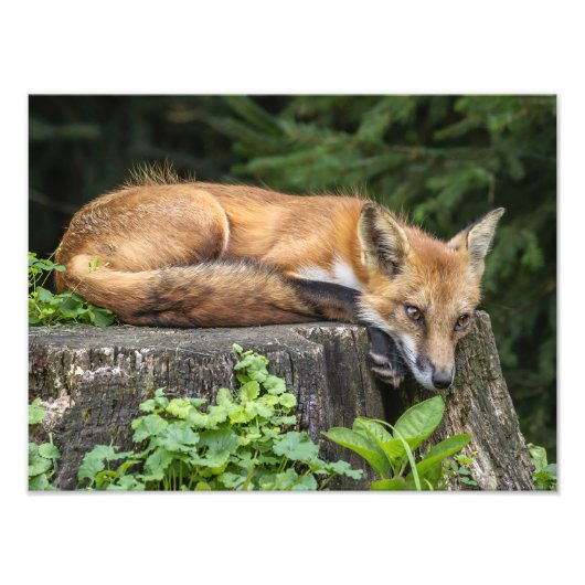 Rust Red Fox fotoprint Foto Afdruk (Voorkant)