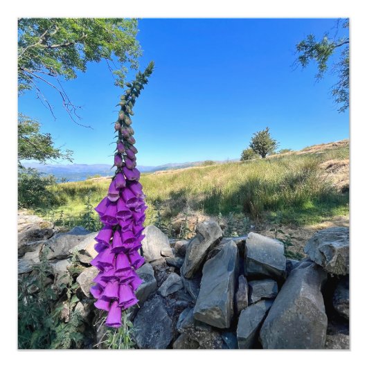 Rust van het Engelse platteland Foto Afdruk (Voorkant)