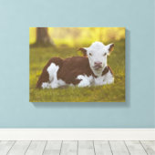 Rustend kalf canvas afdruk (Insitu (Houten vloer))