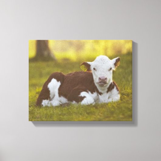 Rustend kalf canvas afdruk (Voorkant)