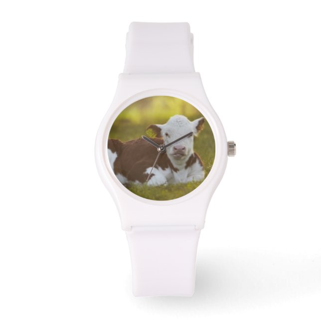 Rustend kalf horloge (Voorkant)
