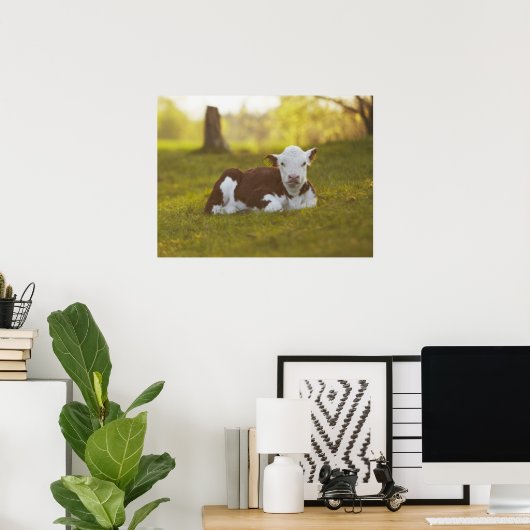 Rustend kalf poster (Thuiskantoor)