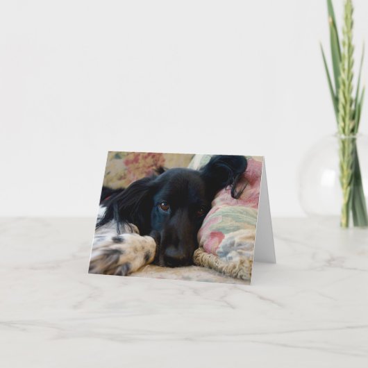 Rustende Bretonse hond notecard Kaart (Voorkant)