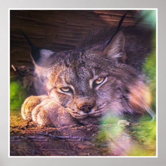 Rustende Canadese Lynx Natuurfoto Afdruk Poster (Voorkant)