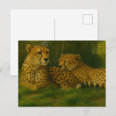 Rustende Cheetah Duo in het bos Briefkaart (Voorkant / Achterkant)