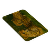 Rustende Cheetah Duo in het bos Magneet (Rechterzijde)