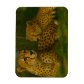 Rustende Cheetah Duo in het bos Magneet (Verticaal)
