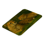 Rustende Cheetah Duo in het bos Magneet (Linkerzijde)