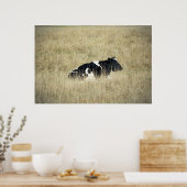 Rustende Koe - Poster (Keuken)