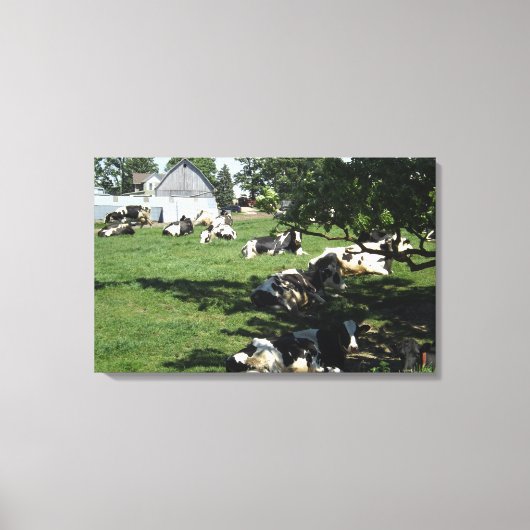 Rustende koeien op de boerderij in canvas kunst (Voorkant)