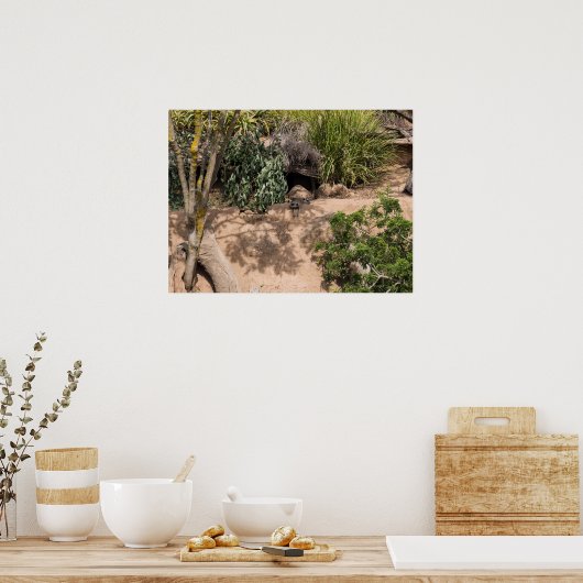 Rustende Meerkats in natuurlijke habitat Poster (Keuken)