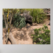 Rustende Meerkats in natuurlijke habitat Poster (Voorkant)