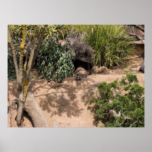 Rustende Meerkats in natuurlijke habitat Poster (Voorkant)