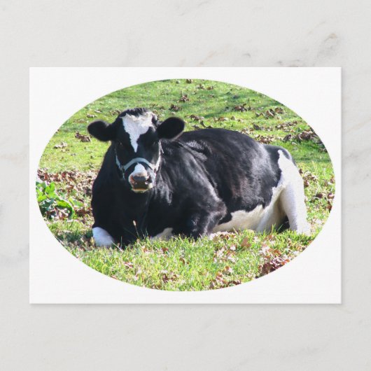 Rustende melkkoe cirkel witte achtergrond briefkaart (Voorkant)