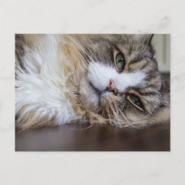 Rustende Ragamuffin Kat Briefkaart