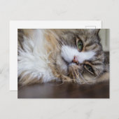 Rustende Ragamuffin Kat Briefkaart (Voorkant / Achterkant)