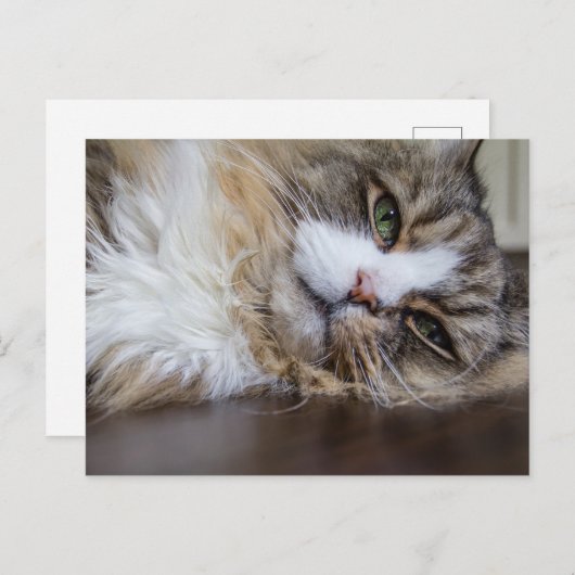 Rustende Ragamuffin Kat Briefkaart (Voorkant / Achterkant)