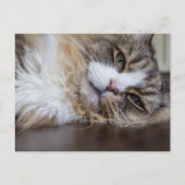 Rustende Ragamuffin Kat Briefkaart (Voorkant)