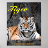 Rustende Tijger Poster (Voorkant)