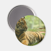 Rustende tijgermagneet magneet (Voorkant / Achterkant)