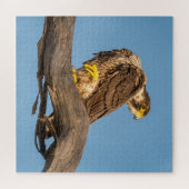 Rustende valk Wilde dieren - Roofvogel Kunstprint Legpuzzel (Horizontaal)