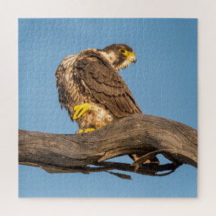 Rustende valk Wilde dieren - Roofvogel Kunstprint Legpuzzel