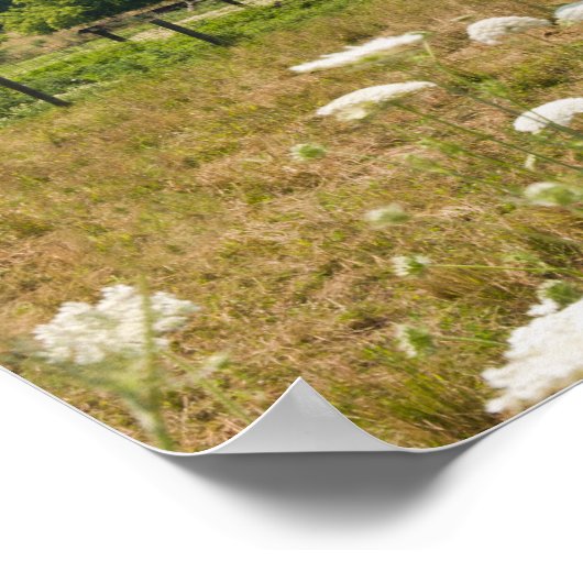 Rustic Barn en Queen Anne's Lace Poster (Hoek)