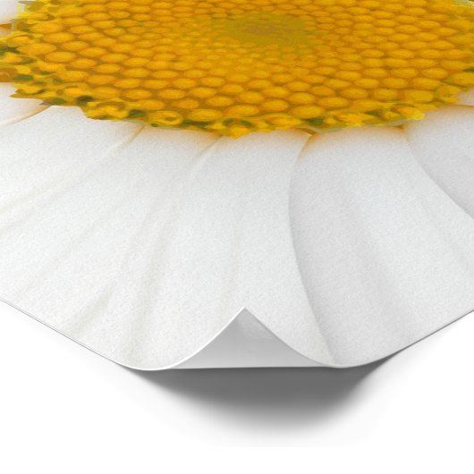 Rustic Barn Wood met Daisies - Onderteken Poster (Hoek)