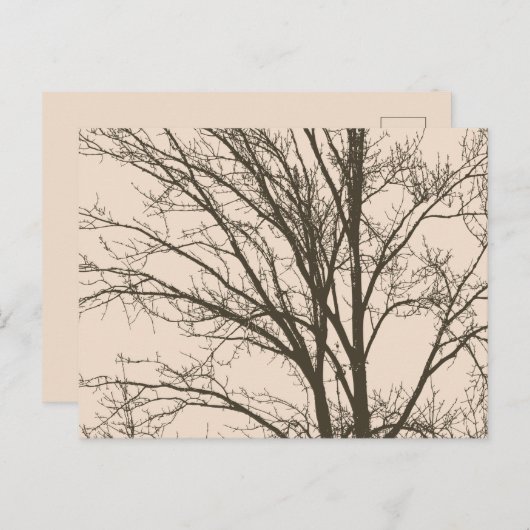 Rustic Cream Brown Tree Branches Briefkaart (Voorkant / Achterkant)