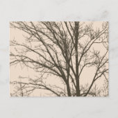 Rustic Cream Brown Tree Branches Briefkaart (Voorkant)