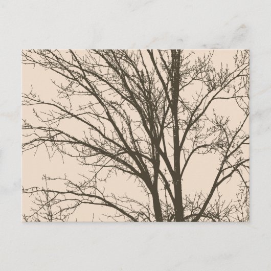 Rustic Cream Brown Tree Branches Briefkaart (Voorkant)