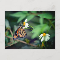 Rustic-foto | Monarch en Briefkaart van wilde bloe