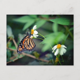 Rustic-foto   Monarch en Briefkaart van wilde bloe