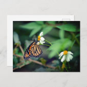 Rustic-foto | Monarch en Briefkaart van wilde bloe (Voorkant / Achterkant)