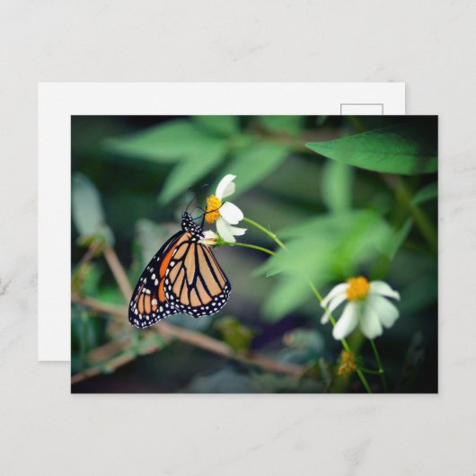 Rustic-foto | Monarch en Briefkaart van wilde bloe (Voorkant / Achterkant)