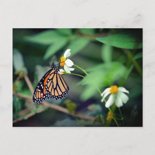 Rustic-foto | Monarch en Briefkaart van wilde bloe (Voorkant)