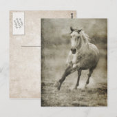 Rustic Galloping Andalusiaanse paarden Briefkaart (Voorkant / Achterkant)