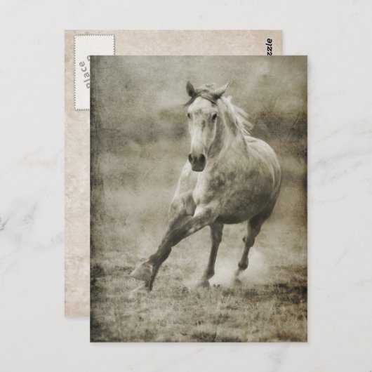 Rustic Galloping Andalusiaanse paarden Briefkaart (Voorkant / Achterkant)