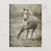 Rustic Galloping Andalusiaanse paarden Briefkaart (Voorkant)