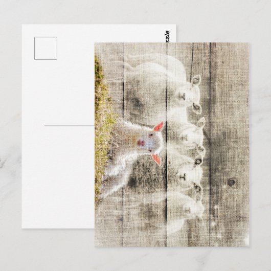 Rustic Sheep Baby Lamb Burlap Briefkaart (Voorkant / Achterkant)