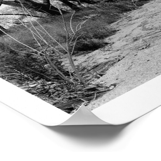 Rustic Trail met Trees Poster (Hoek)