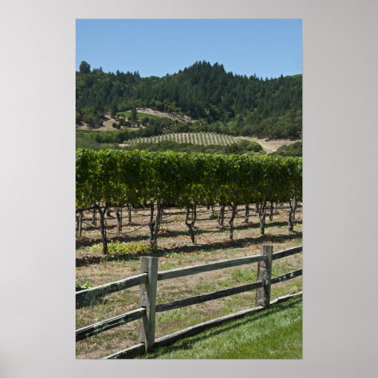 Rustic Vineyard Grape Fields Poster (Voorkant)