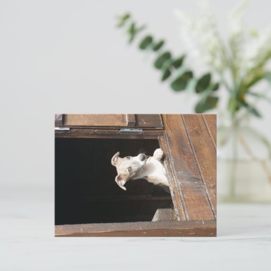 Rustic Whippet Briefkaart (Staand voorkant)